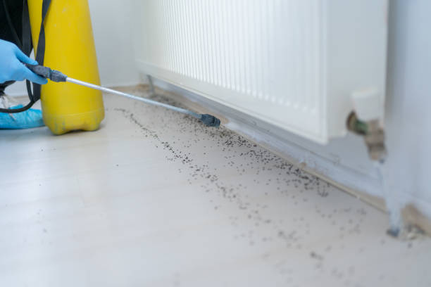 Best Rat Extermination Near Me  in Plentywood, MT